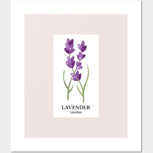 I Love Lavender Posters and Art